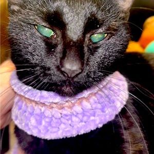 Custom Animal Collars 🐾🐾